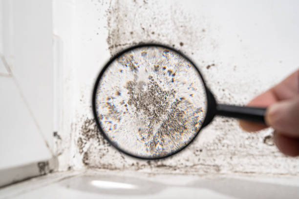 Best Environmental Consulting for Mold Prevention  in Mitchell, SD